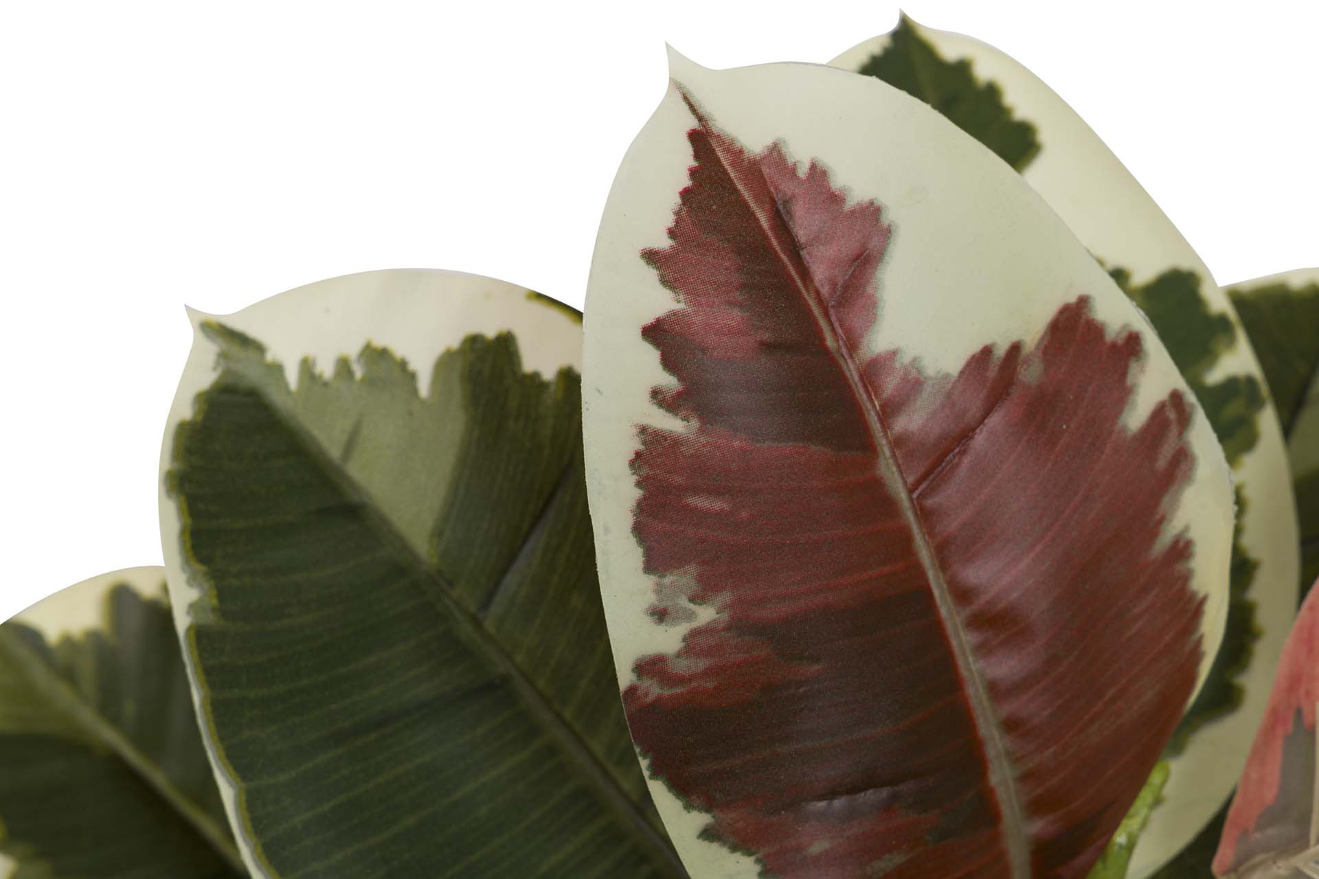 DIEFFENBACHIA MACULATA PLANT 50x50x85 CM