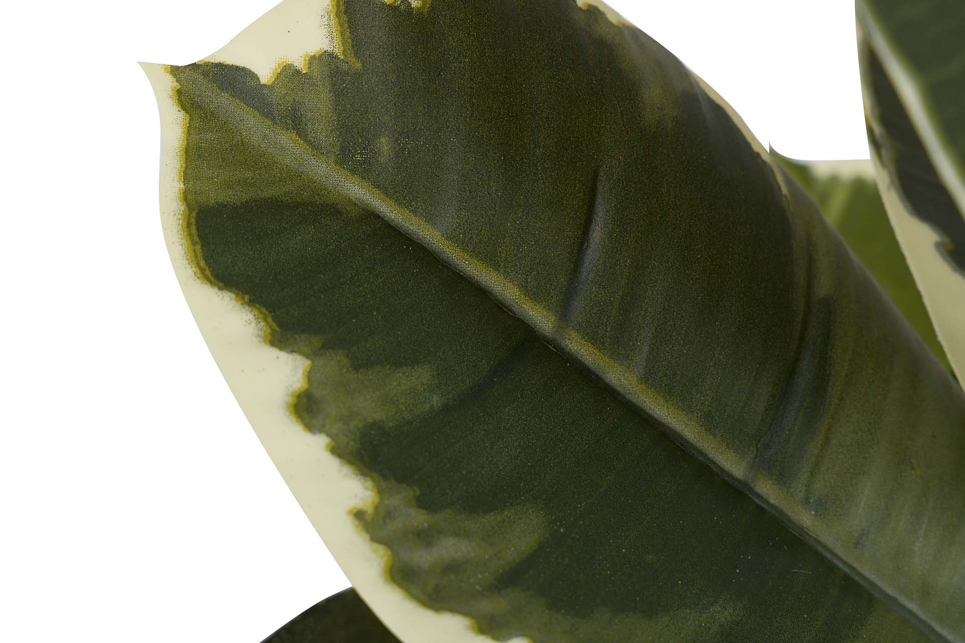 DIEFFENBACHIA MACULATA PLANT 50x50x85 CM