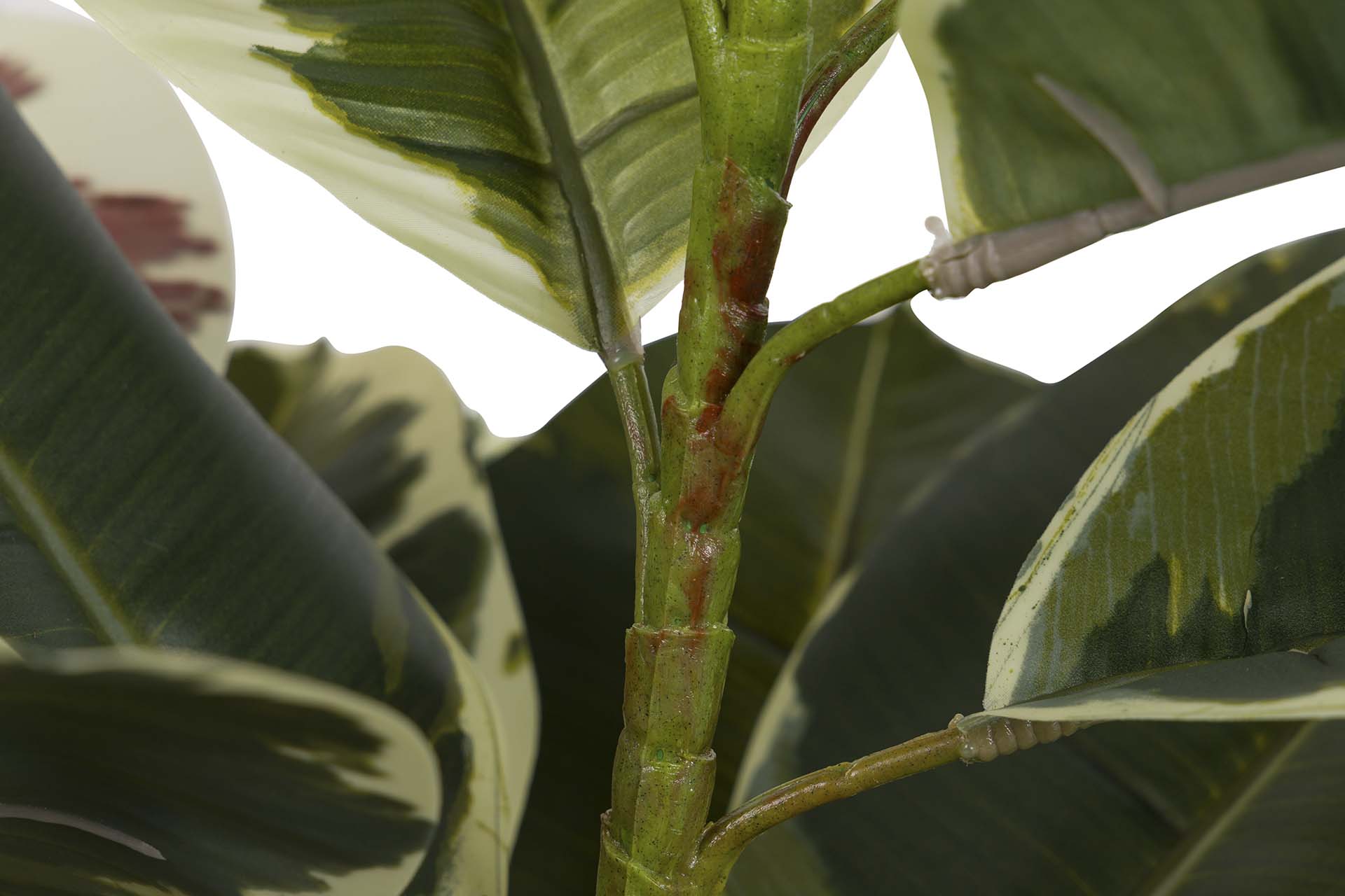 DIEFFENBACHIA MACULATA PLANT 50x50x85 CM