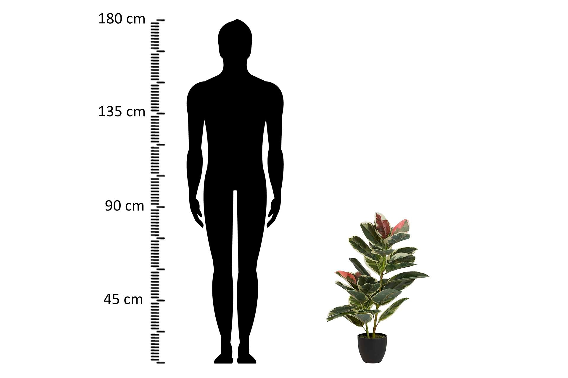 DIEFFENBACHIA MACULATA PLANT 50x50x85 CM