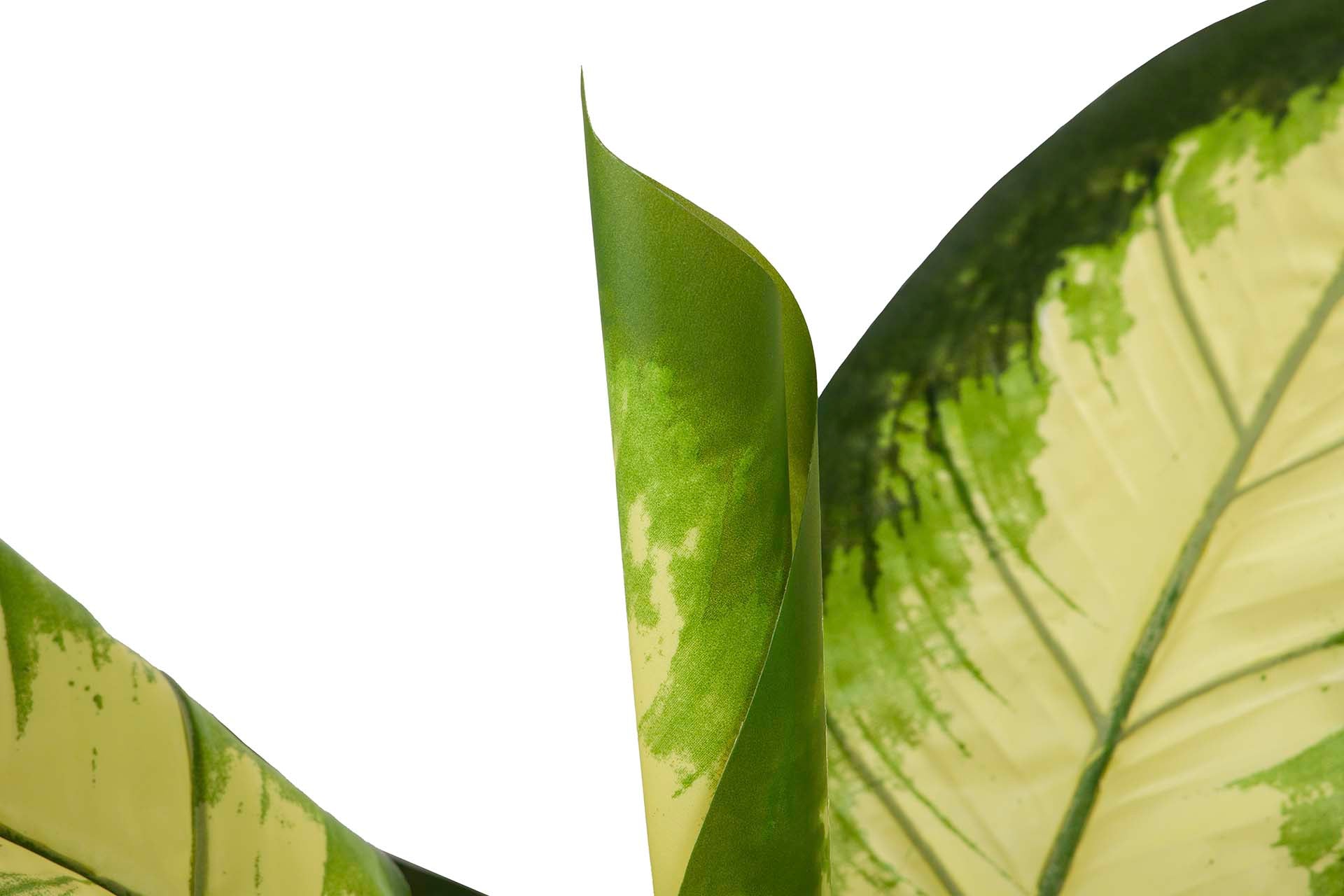 DOTIED DIEFFENBACHIA PLANT 55x55x100 CM