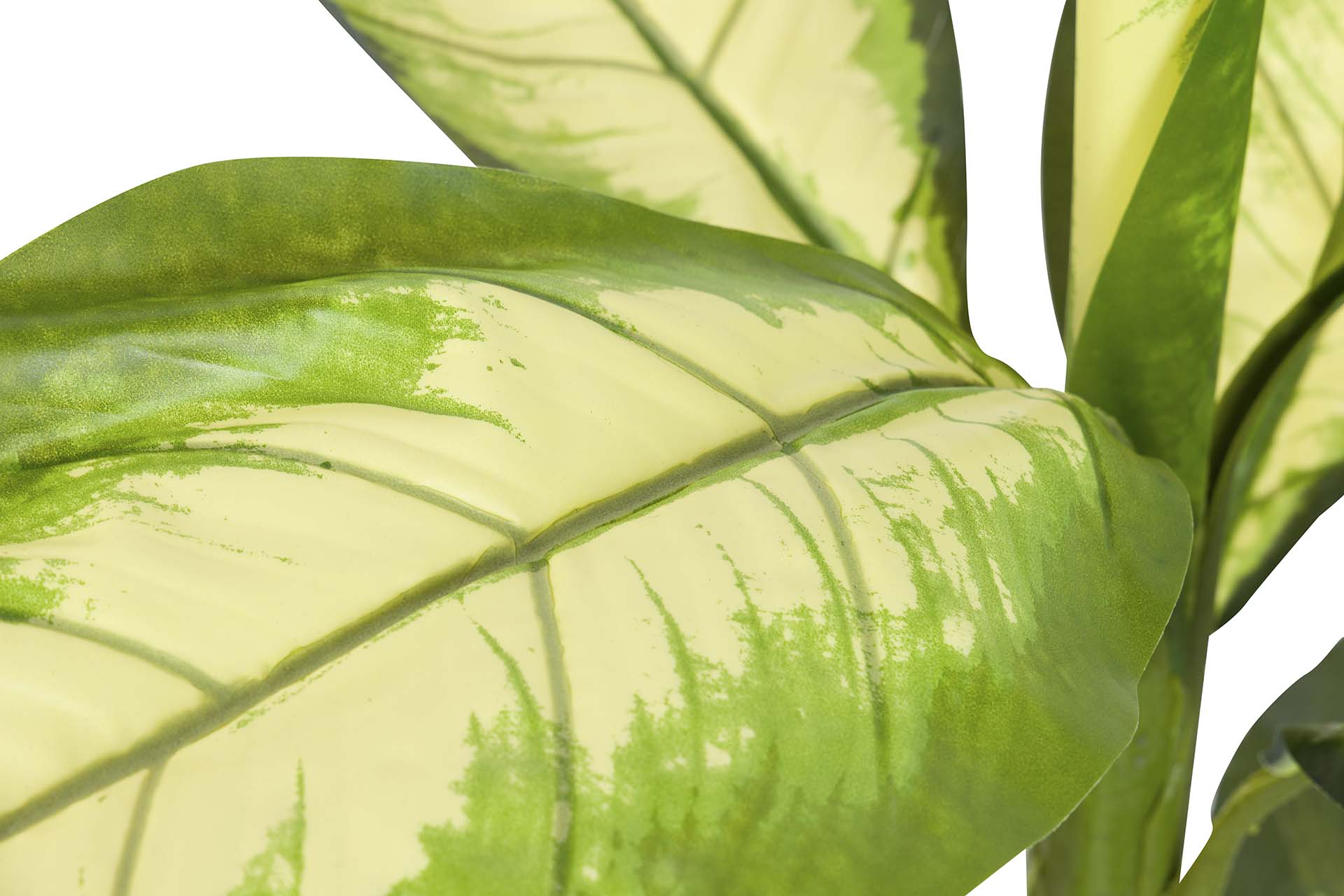 PLANTA DIEFFENBACHIA DOTIED 55x55x100 CM