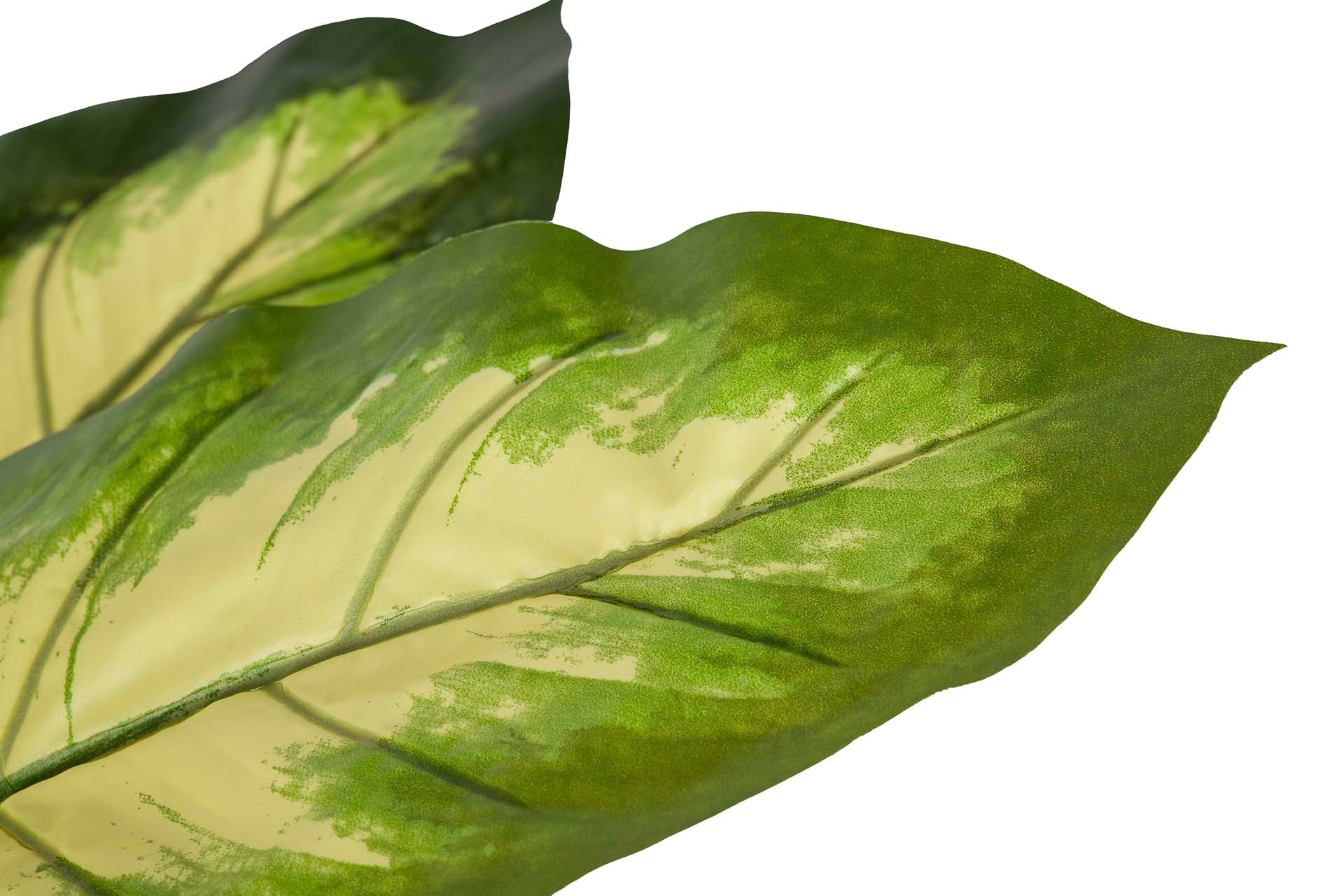 DOTIED DIEFFENBACHIA PLANT 55x55x100 CM