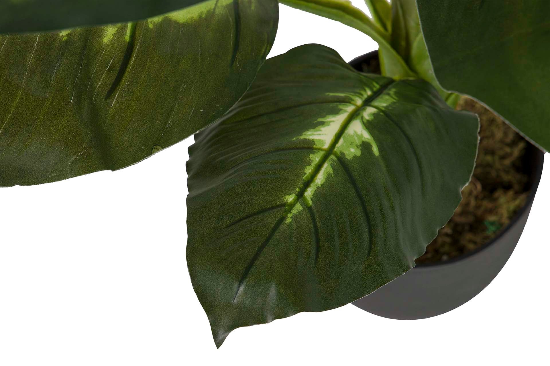 DOTIED DIEFFENBACHIA PLANT 55x55x100 CM