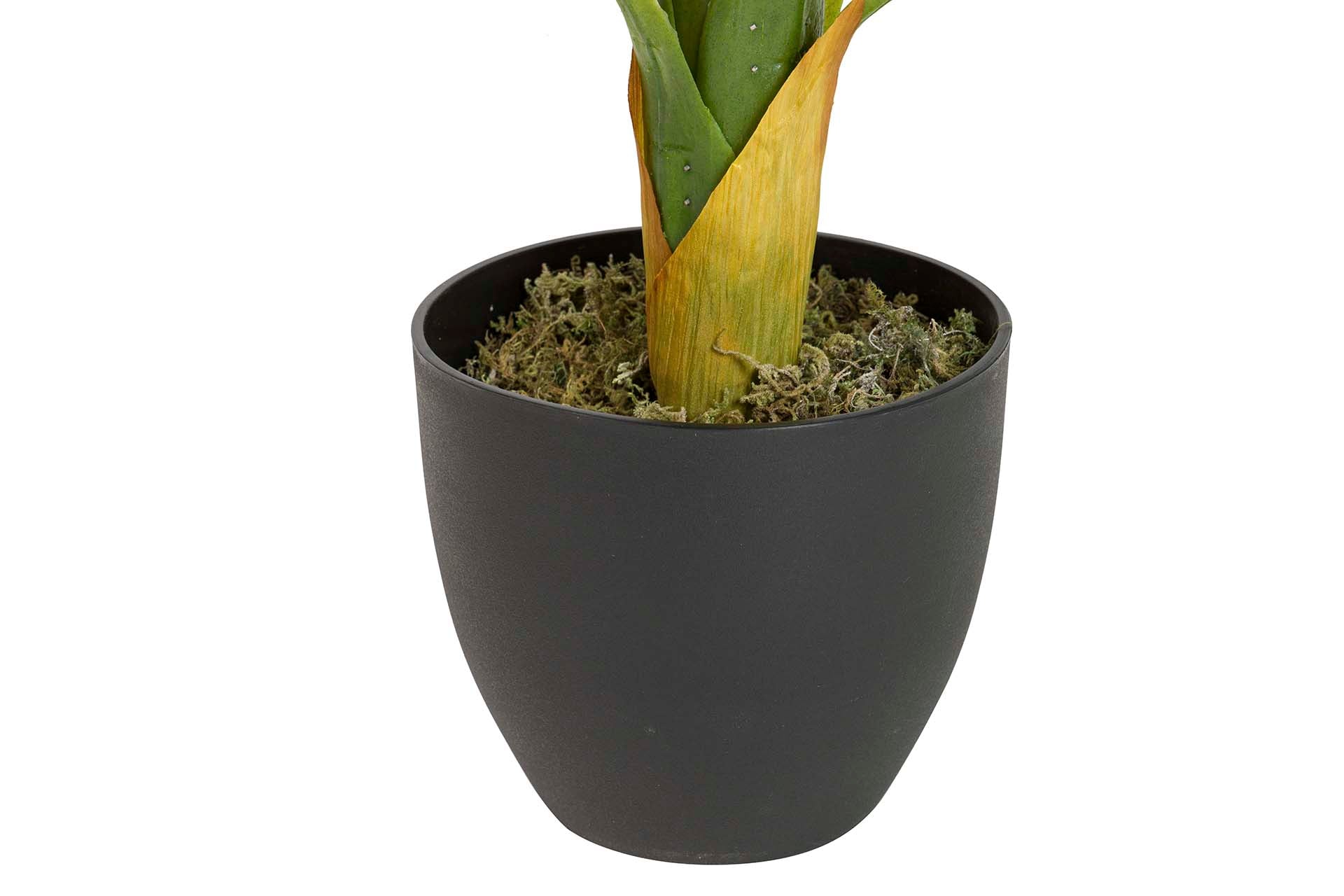 PLANTA DIEFFENBACHIA DOTIED 55x55x100 CM