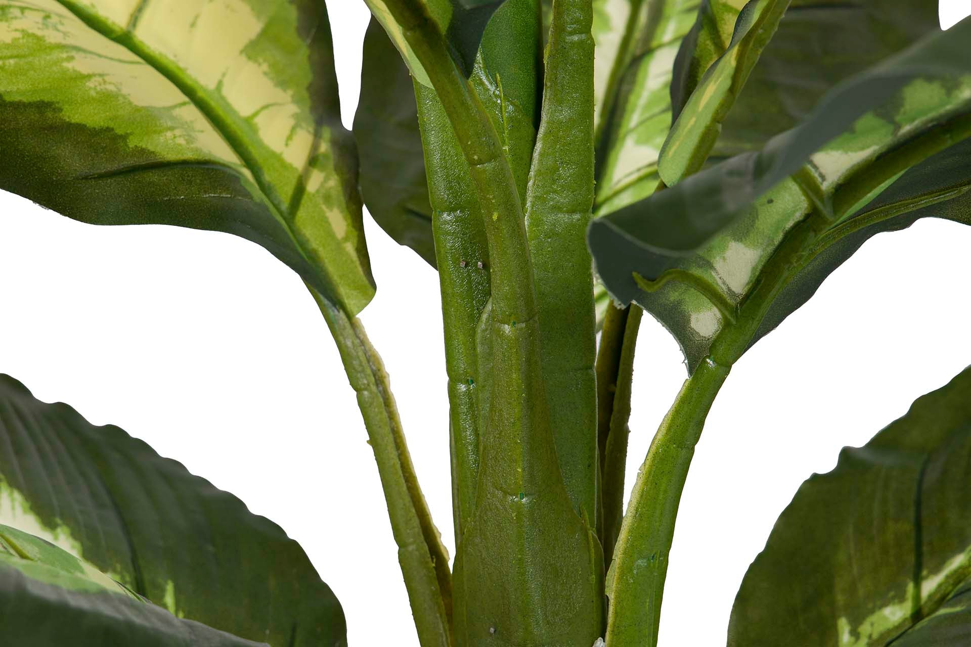 DOTIED DIEFFENBACHIA PLANT 55x55x100 CM