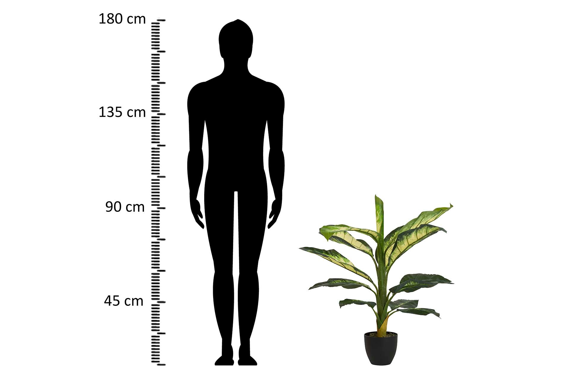 PLANTA DIEFFENBACHIA DOTIED 55x55x100 CM