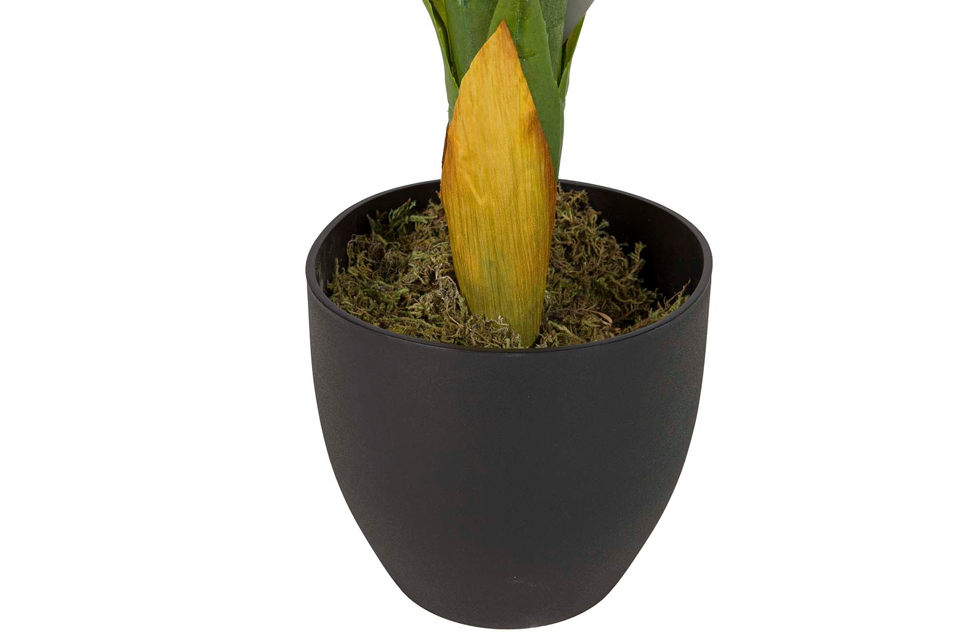 DOTIED DIEFFENBACHIA PLANT 55x55x100 CM