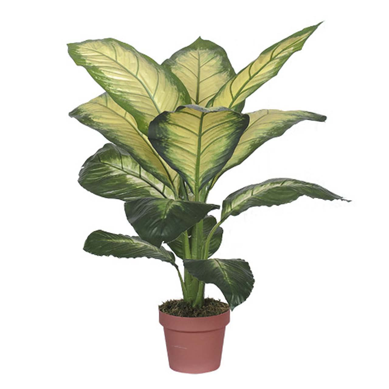 PLANTA DIEFFENBACHIA DOTIED 55x55x100 CM