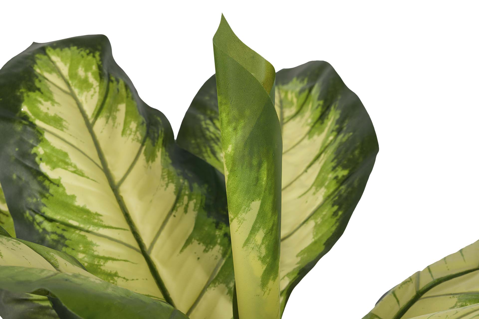 PLANTA DIEFFENBACHIA DOTIED CON MACETA 55x55x130CM