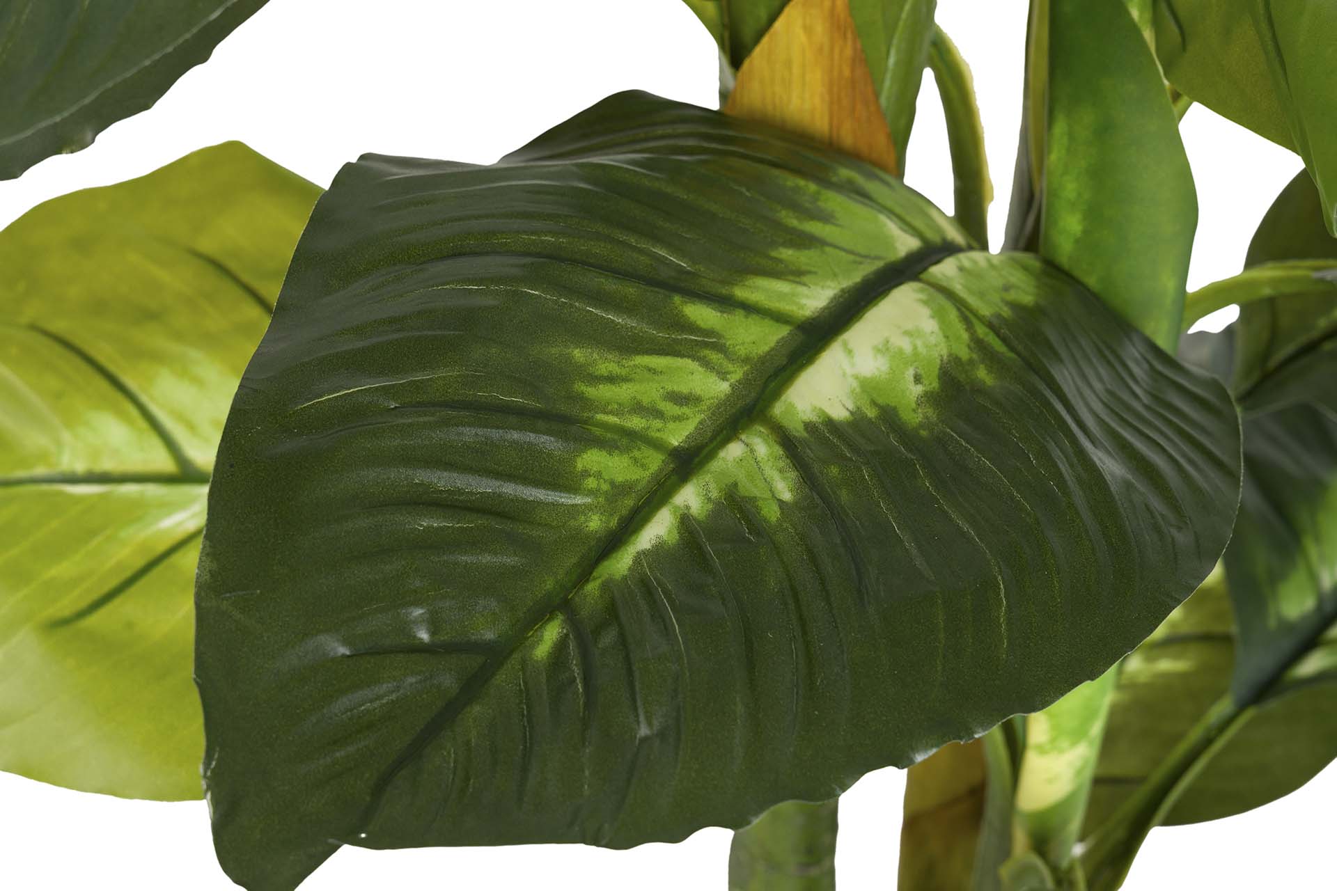 PLANTA DIEFFENBACHIA DOTIED CON MACETA 55x55x130CM