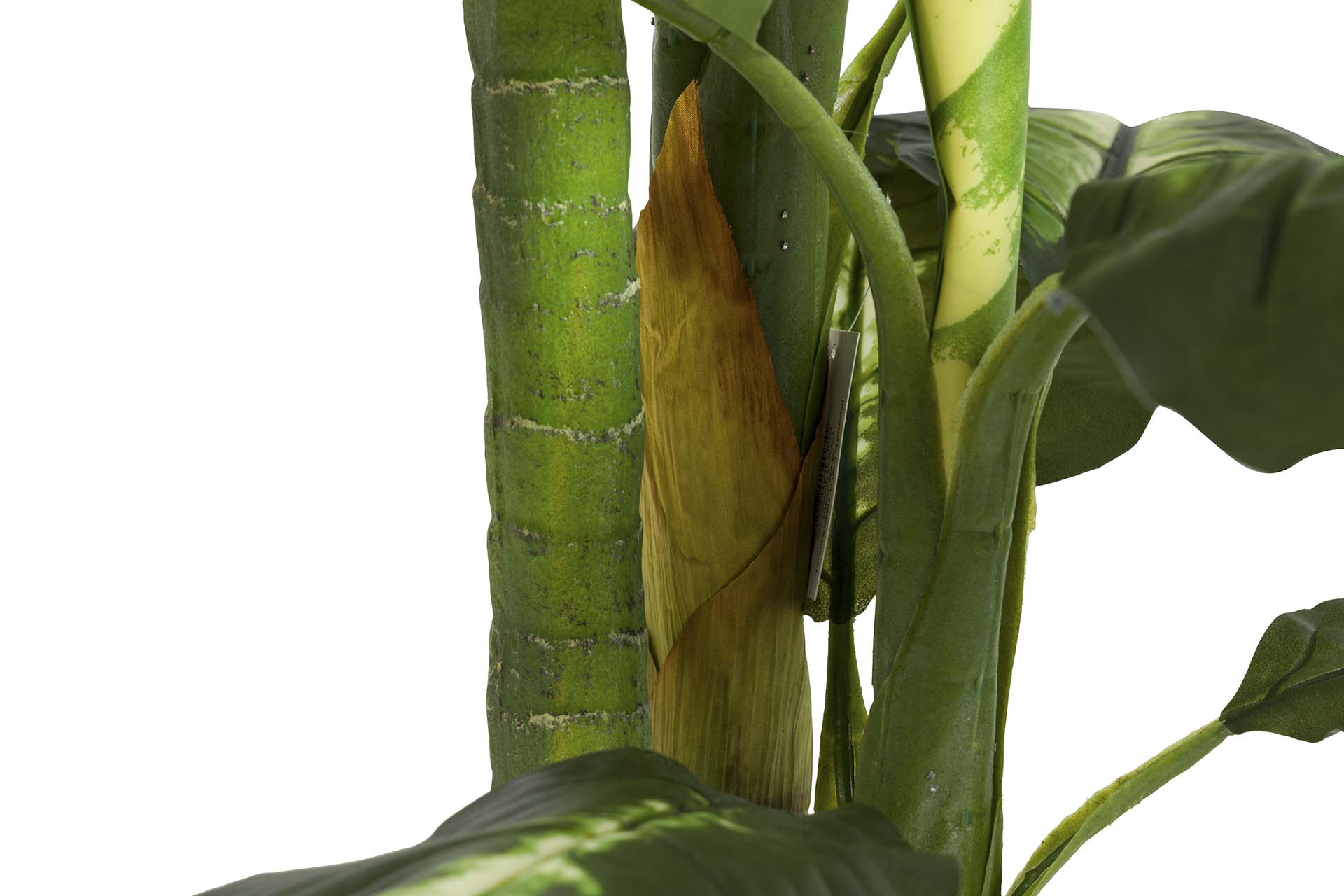 PLANTA DIEFFENBACHIA DOTIED CON MACETA 55x55x130CM