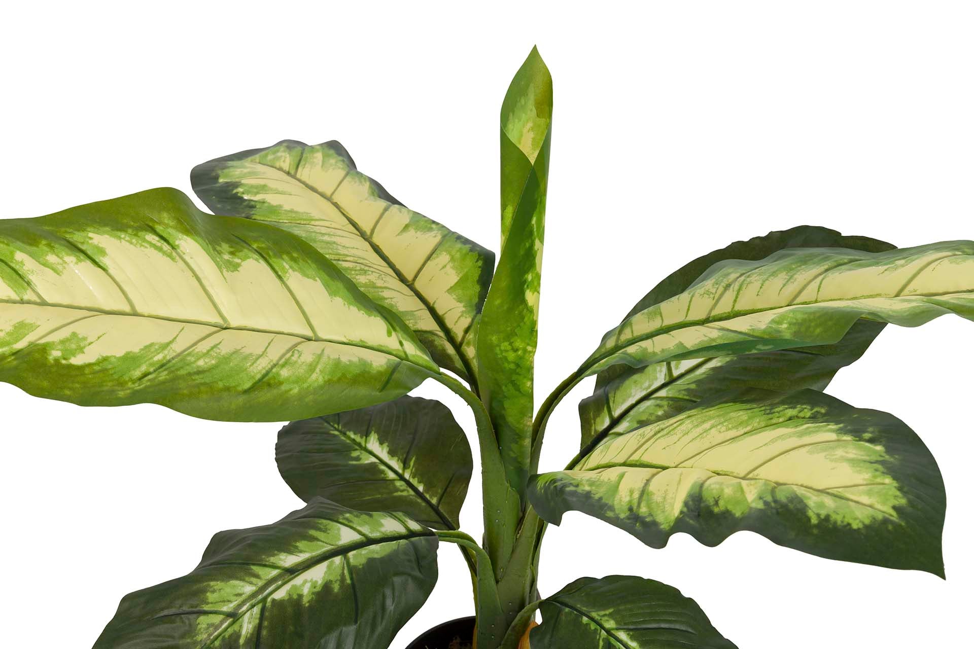 PLANTA DIEFFENBACHIA DOTIED CON MACETA 60x60x90 CM