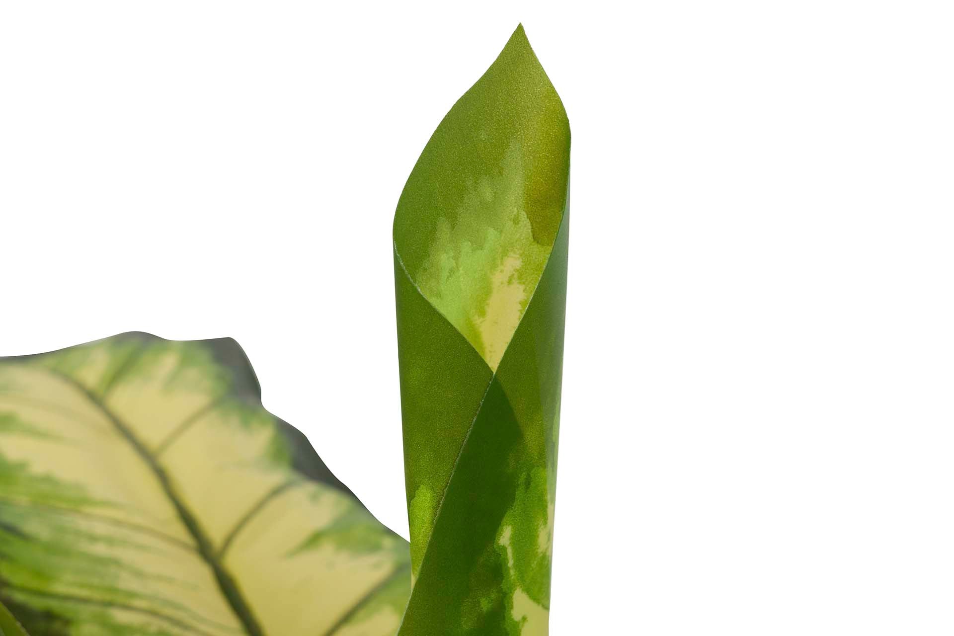 DOTIED DIEFFENBACHIA PLANT WITH POT 60x60x90 CM