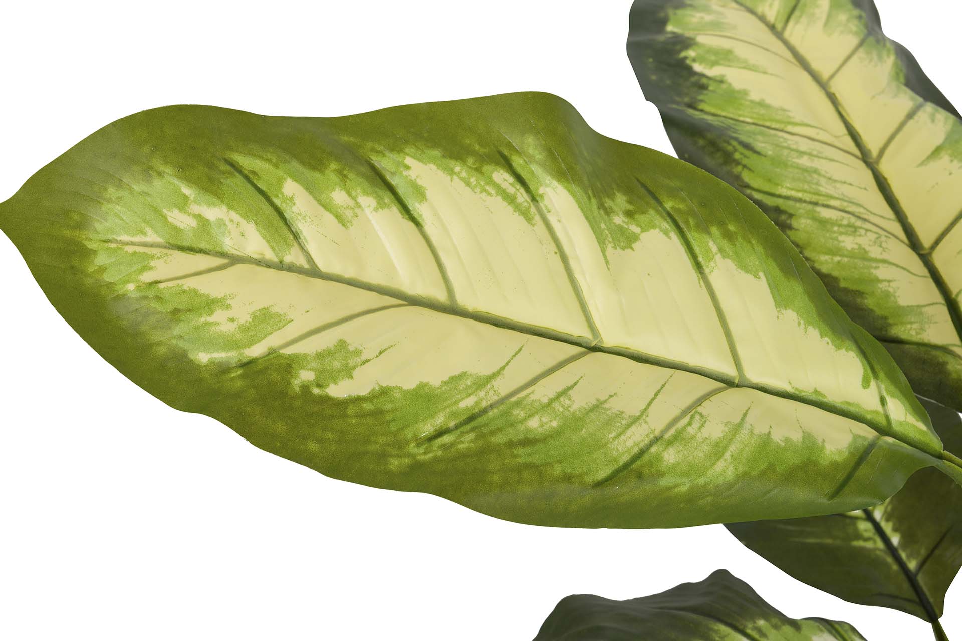 DOTIED DIEFFENBACHIA PLANT WITH POT 60x60x90 CM