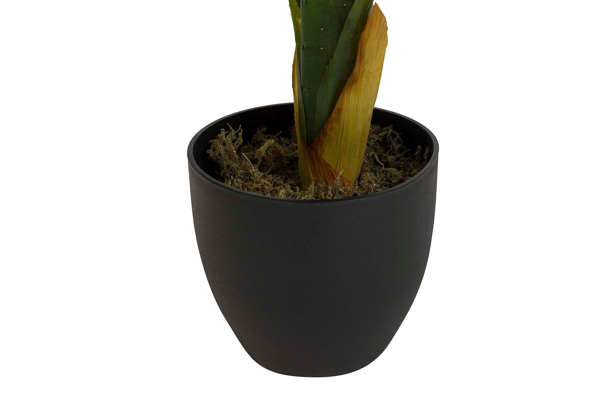 DOTIED DIEFFENBACHIA PLANT WITH POT 60x60x90 CM
