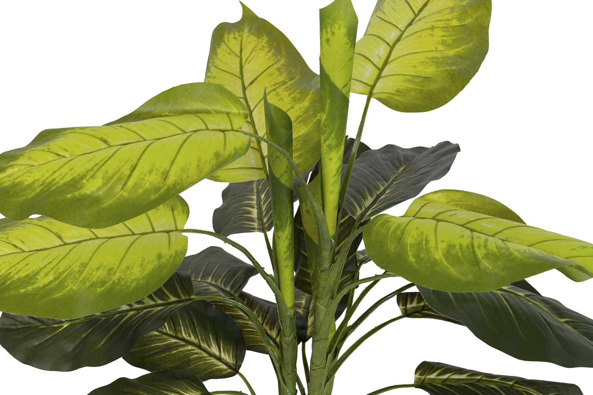 PLANTA DIEFFENBACHIA CON MACETA 60x60x100 CM
