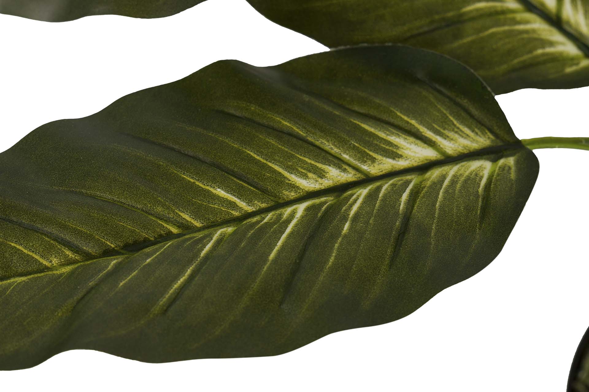PLANTA DIEFFENBACHIA CON MACETA 60x60x100 CM