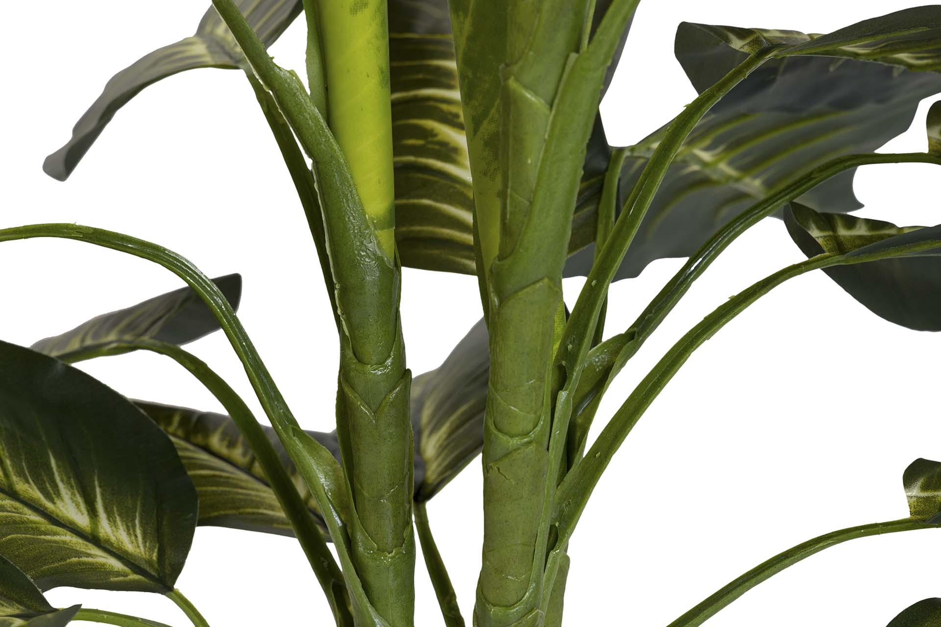 PLANTA DIEFFENBACHIA CON MACETA 60x60x100 CM