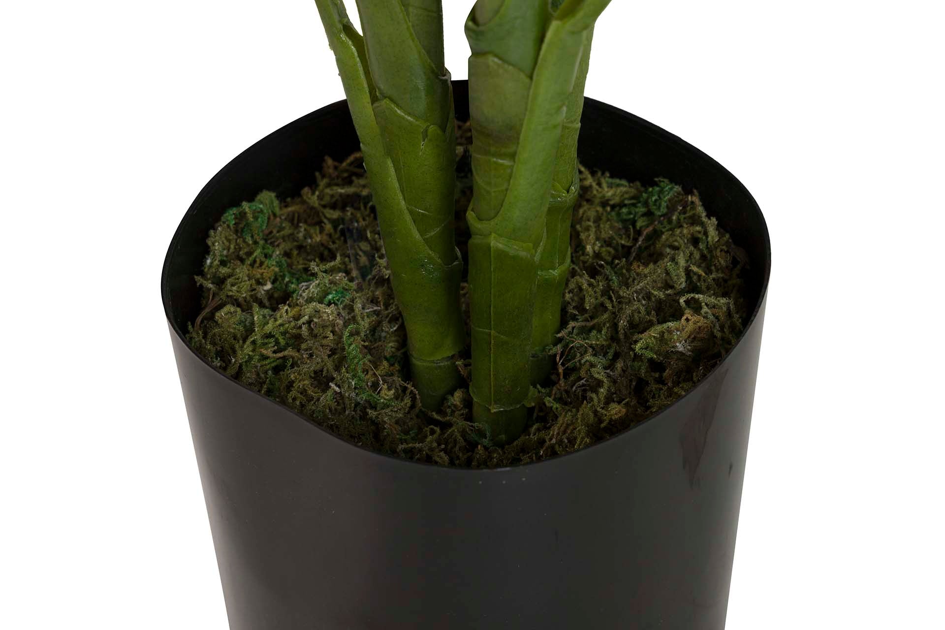 PLANTA DIEFFENBACHIA CON MACETA 60x60x100 CM