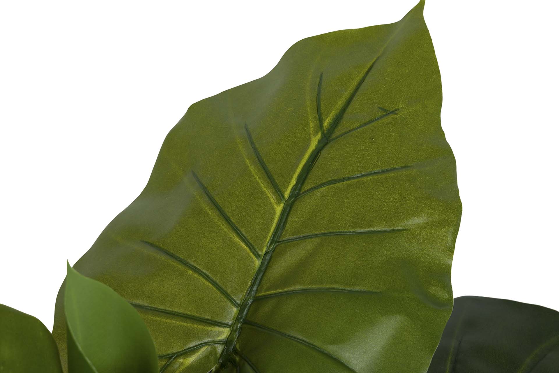 PLANTA TARO CON MACETA 60x60x75 CM