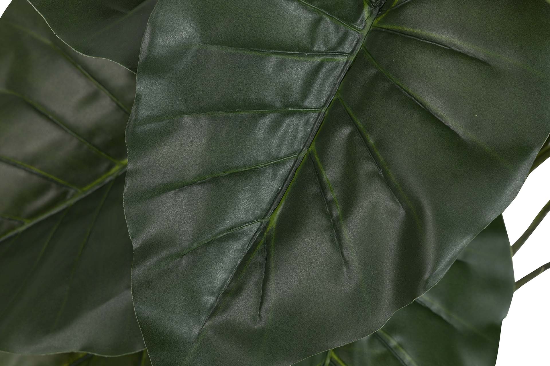 PLANTA TARO CON MACETA 60x60x75 CM