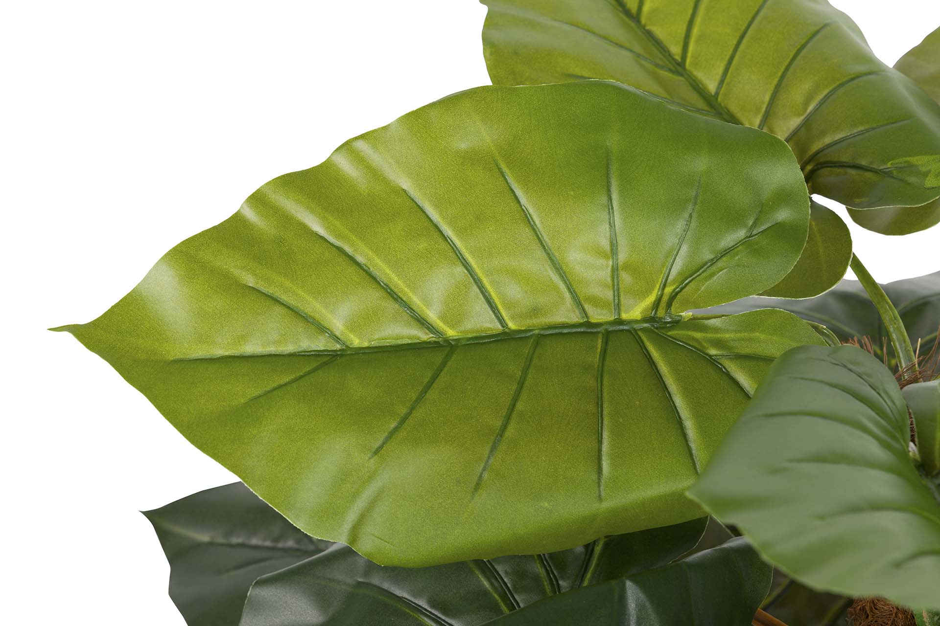 PLANTA TARO CON MACETA 65x65x120 CM