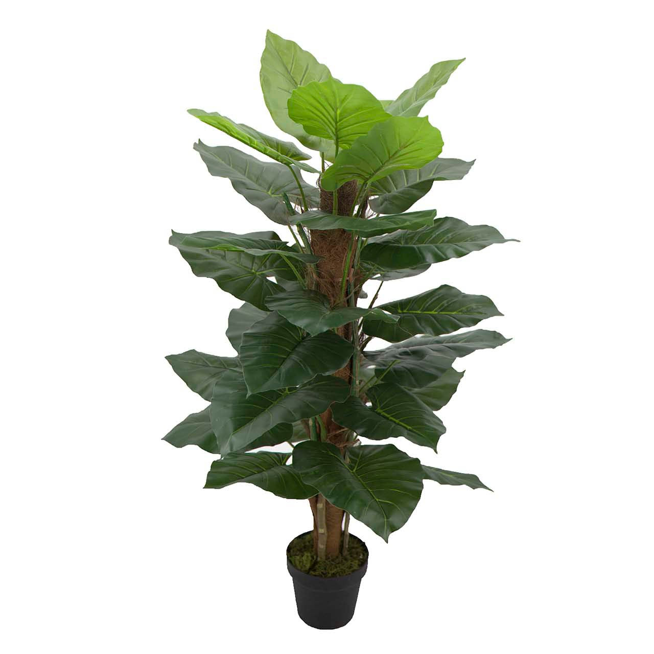 PLANTA TARO CON MACETA 65x65x120 CM