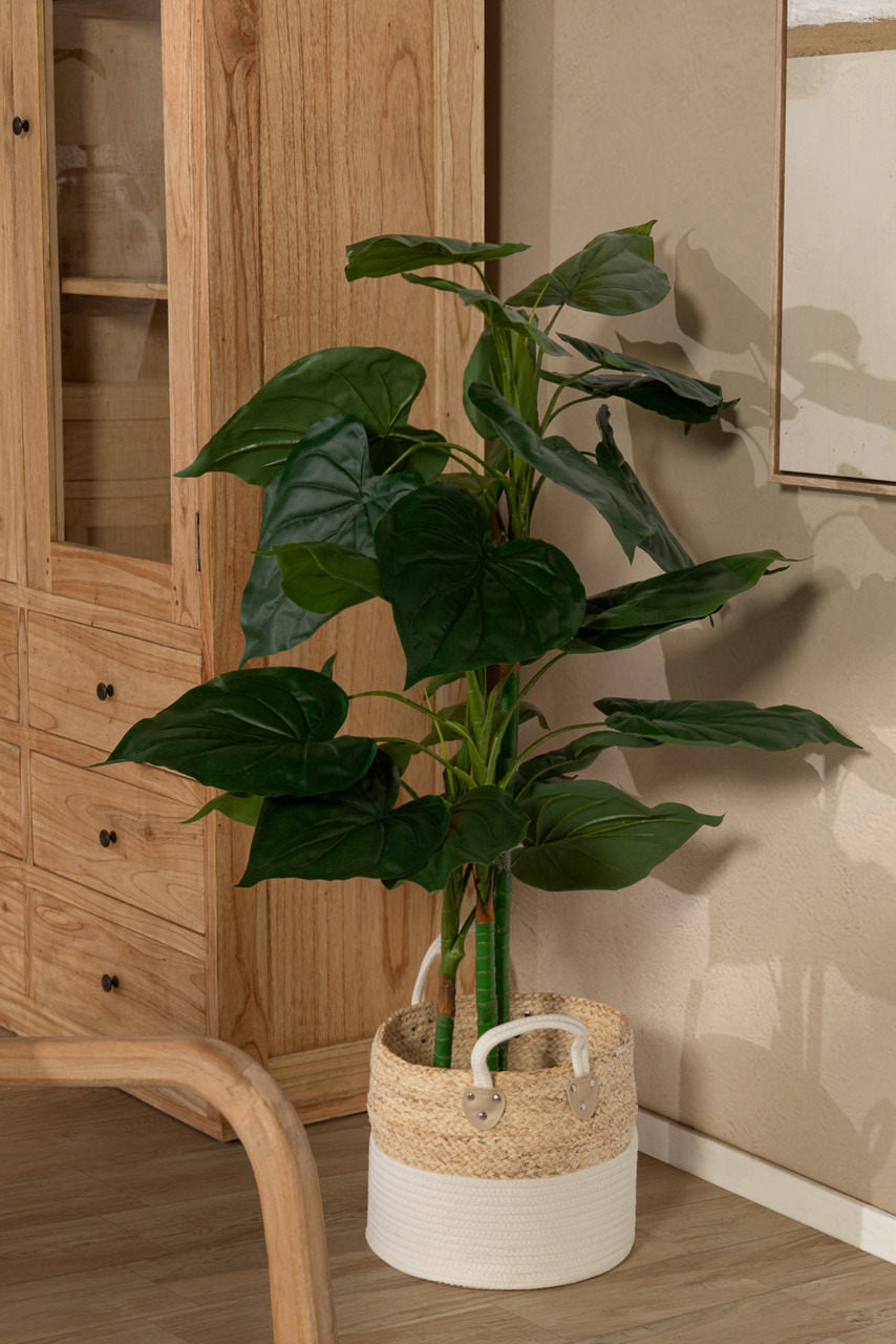 PLANTA TARO CON MACETA 65x65x120 CM