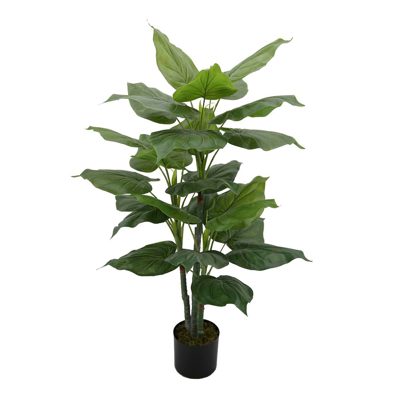 PLANTA TARO CON MACETA 65x65x120 CM