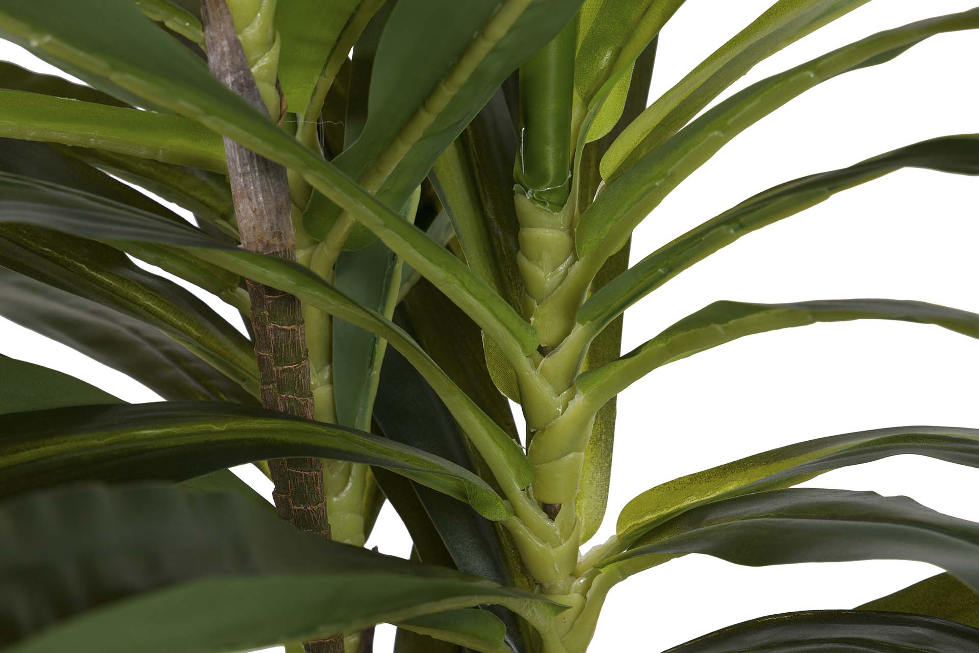 PLANTA DRACAENA FRAGRANS CON MACETA 55x55x100 CM