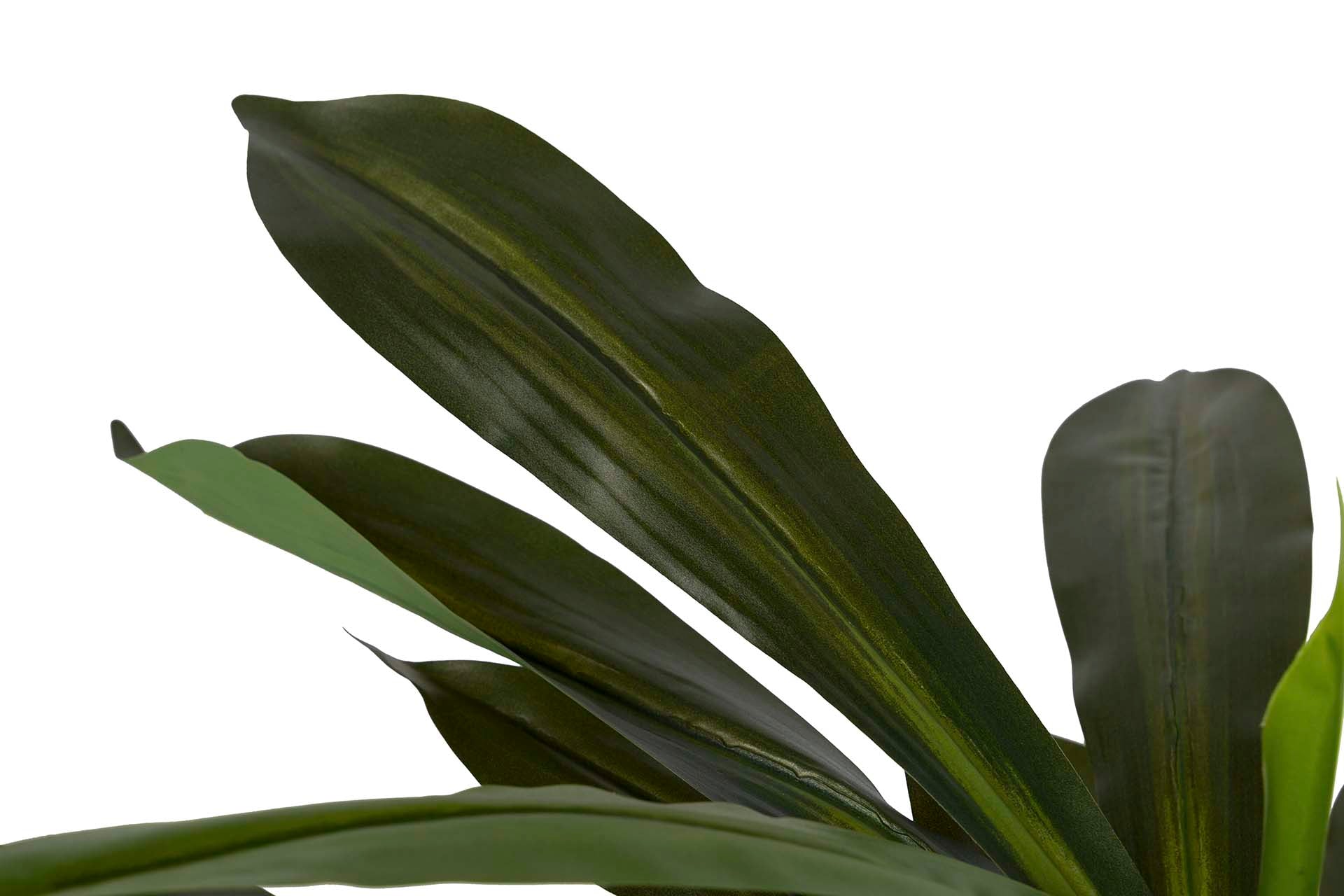 PLANTA DRACAENA FRAGRANS CON MACETA 55x55x100 CM