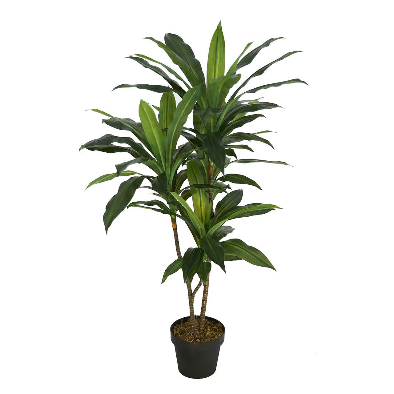 PLANTA DRACAENA FRAGRANS CON MACETA 55x55x100 CM