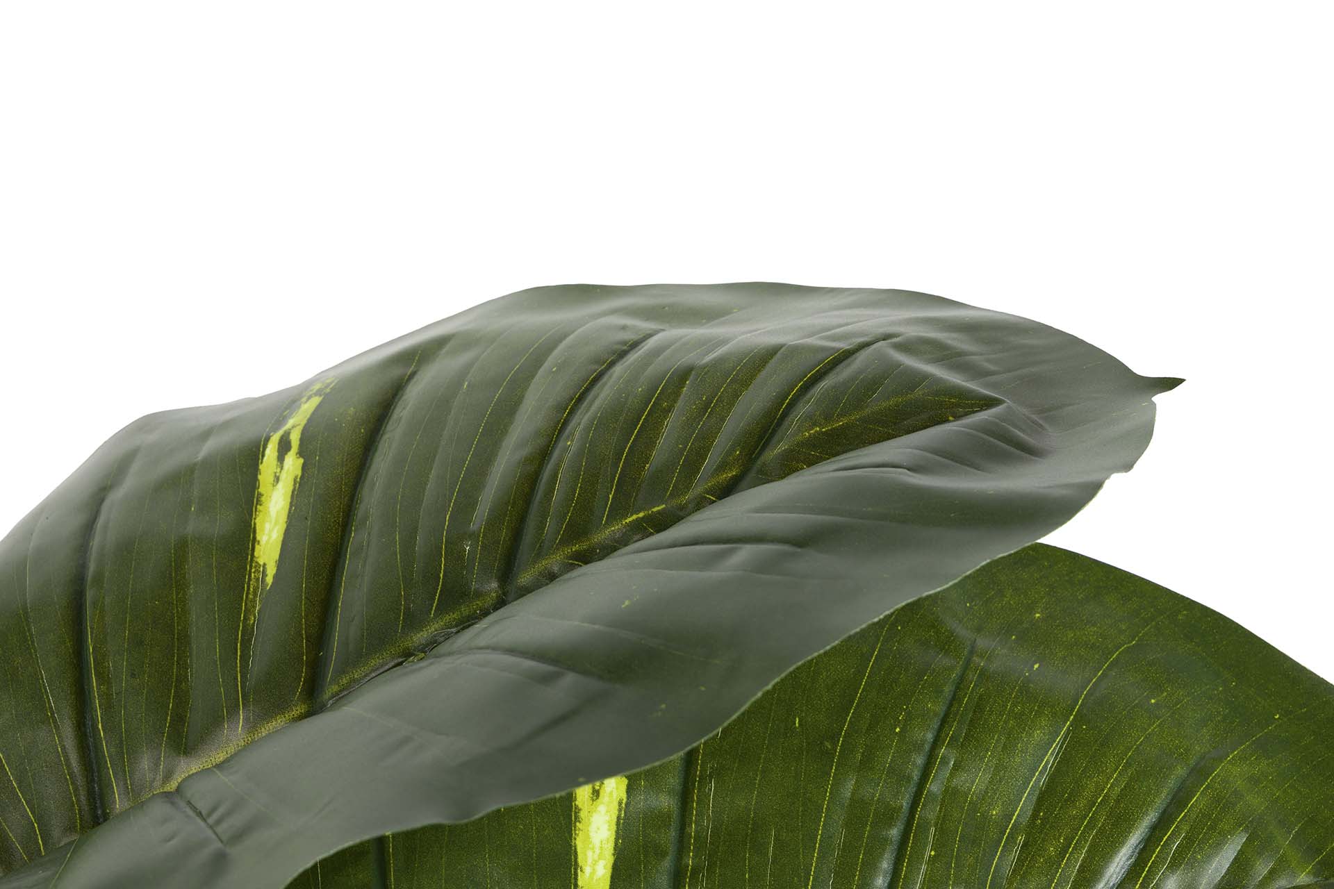 PLANTA RHADHIDOPHORA AUREUM CON MACETA 80x80x160CM