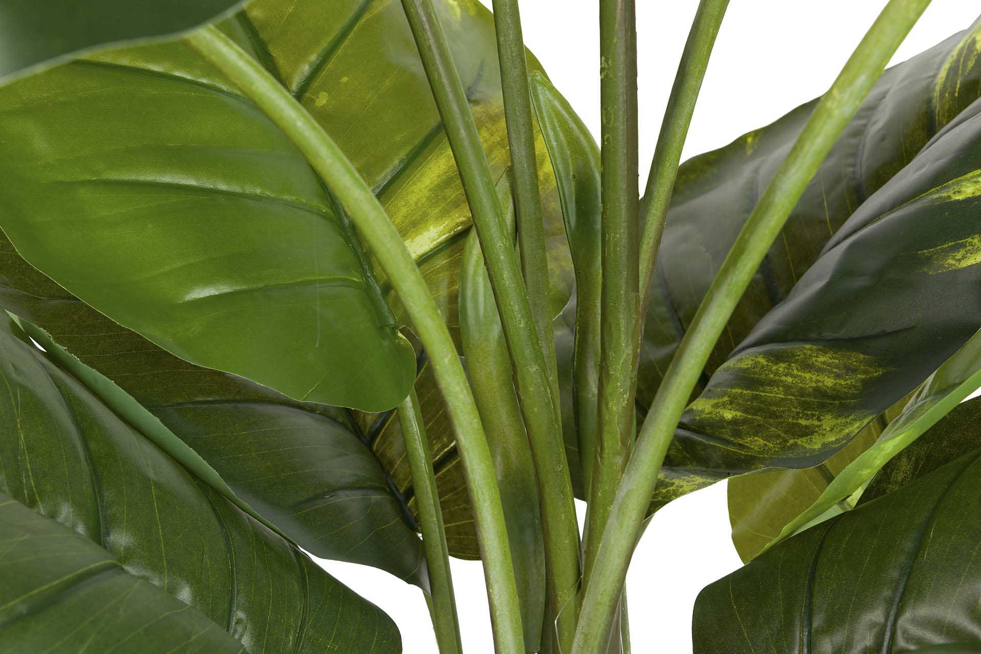 PLANTA RHADHIDOPHORA AUREUM CON MACETA 80x80x160CM