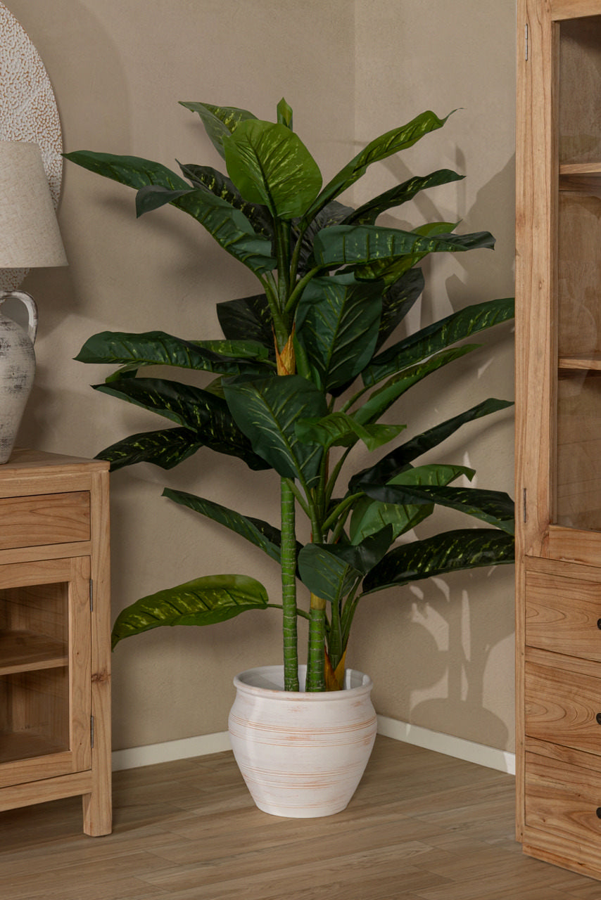 PLANTA DIEFFENBACHIA AMOENA CON MACETA 65x65x135CM