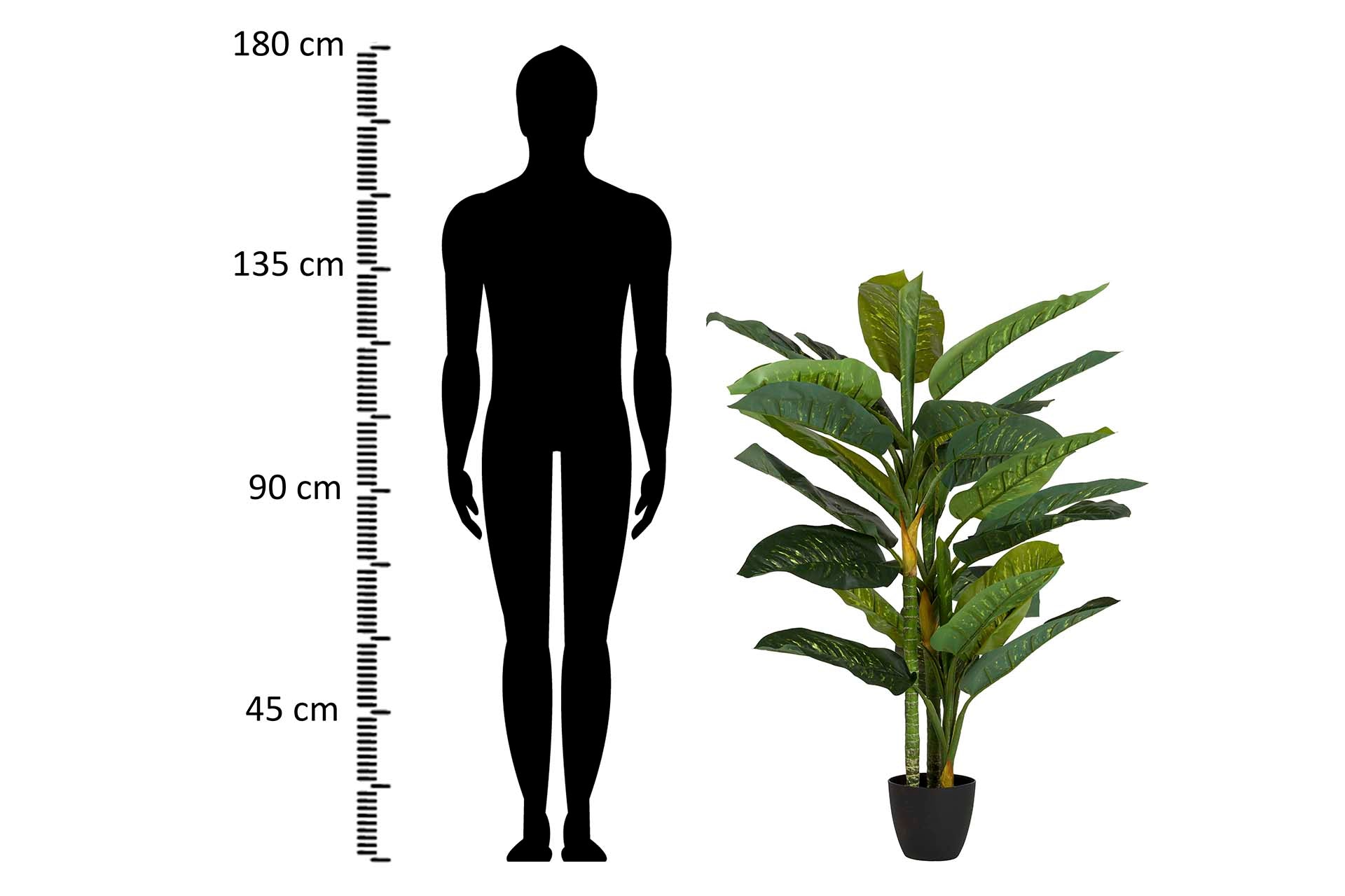 PLANTA DIEFFENBACHIA AMOENA CON MACETA 65x65x135CM