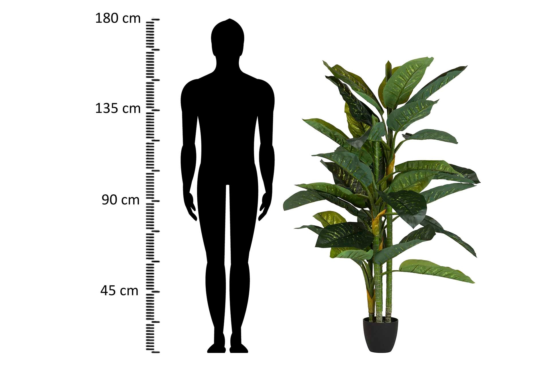 PLANTA DIEFFENBACHIA AMOENA CON MACETA 70x70x160CM