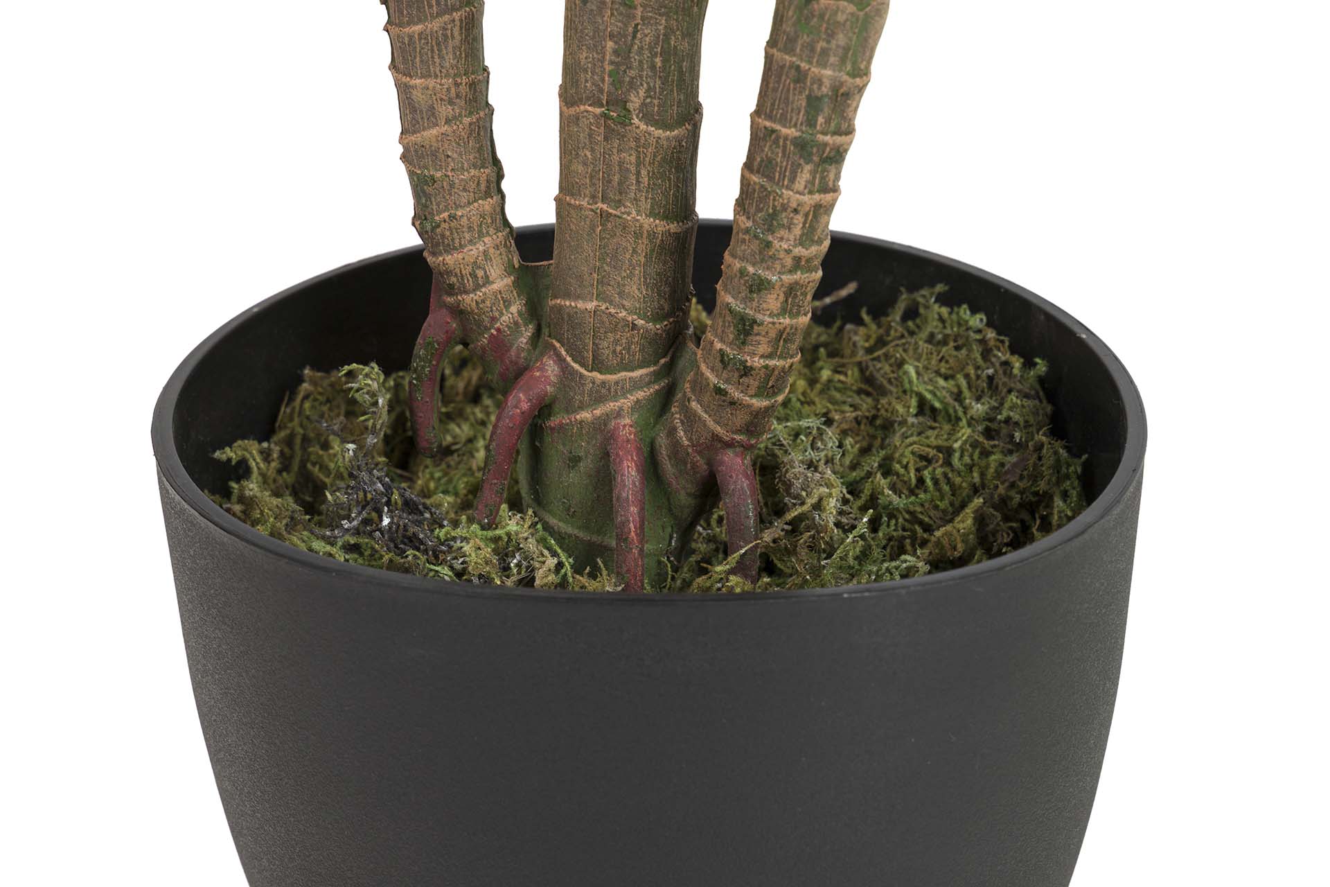 PLANTA AUREUM COM VASO 65x65x88 CM