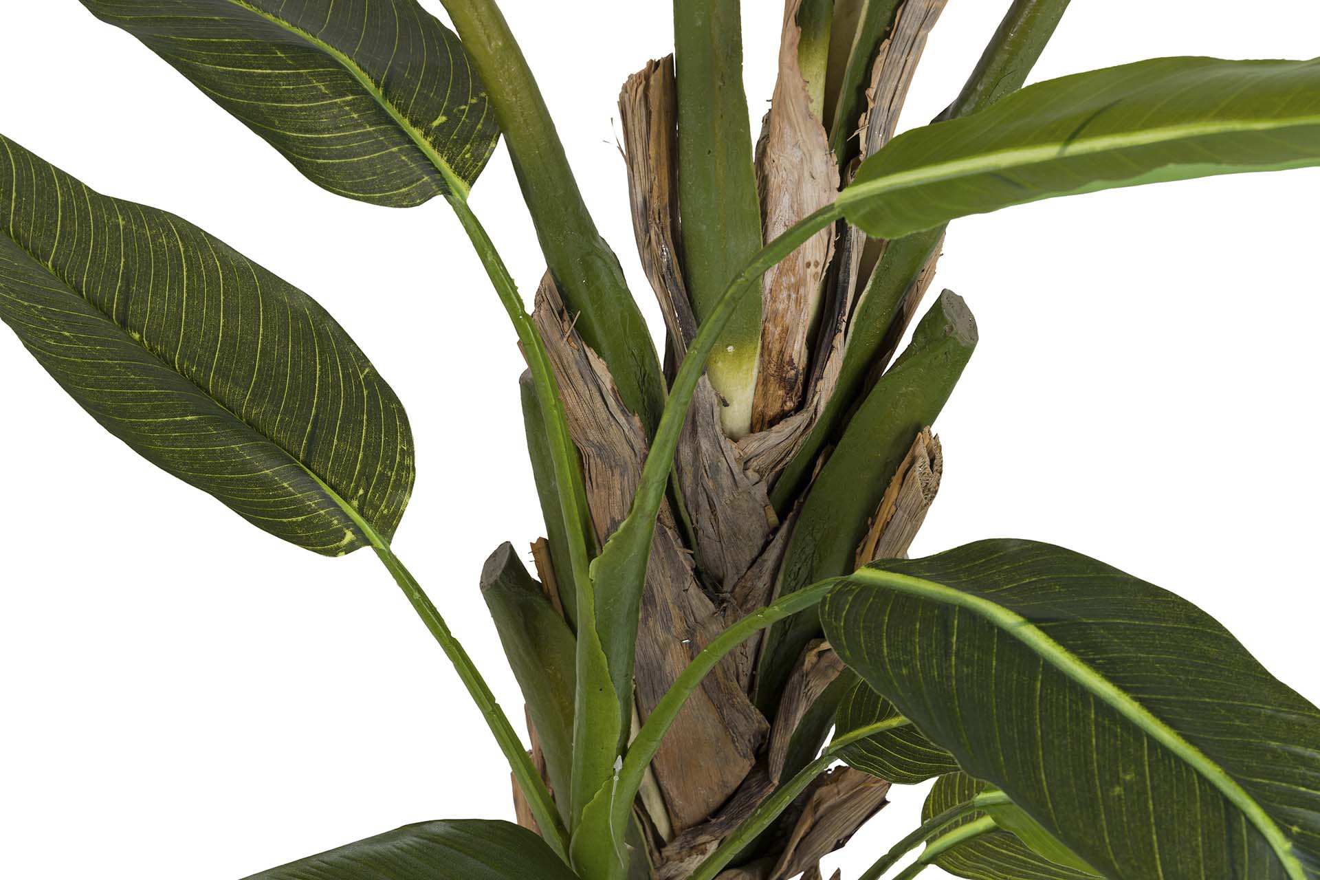 PLANTA PALMEIRA VIAJANTE COM VASO 90x90x250 CM