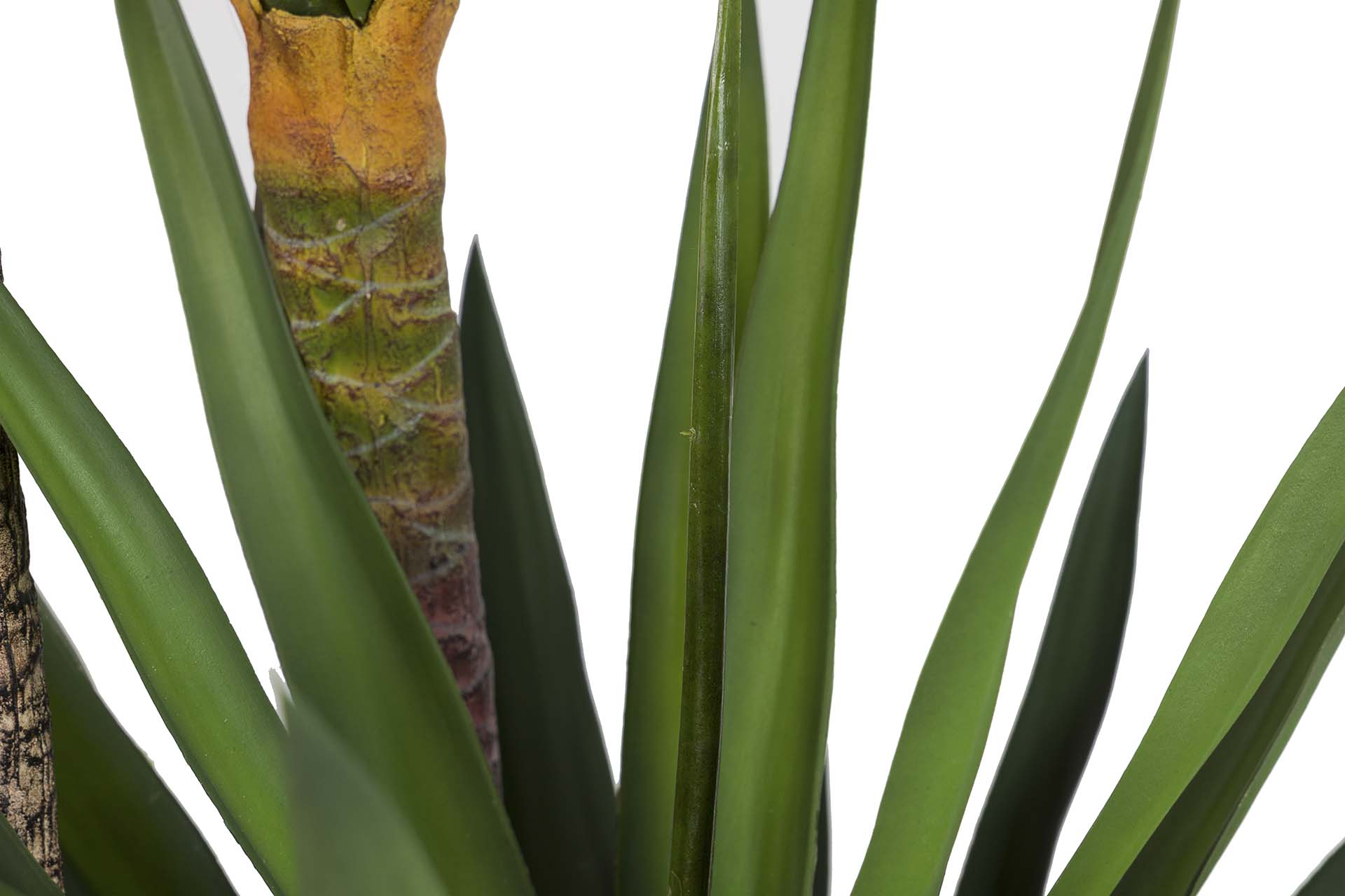 PLANTA YUCCA CON MACETA 70x70x250 CM