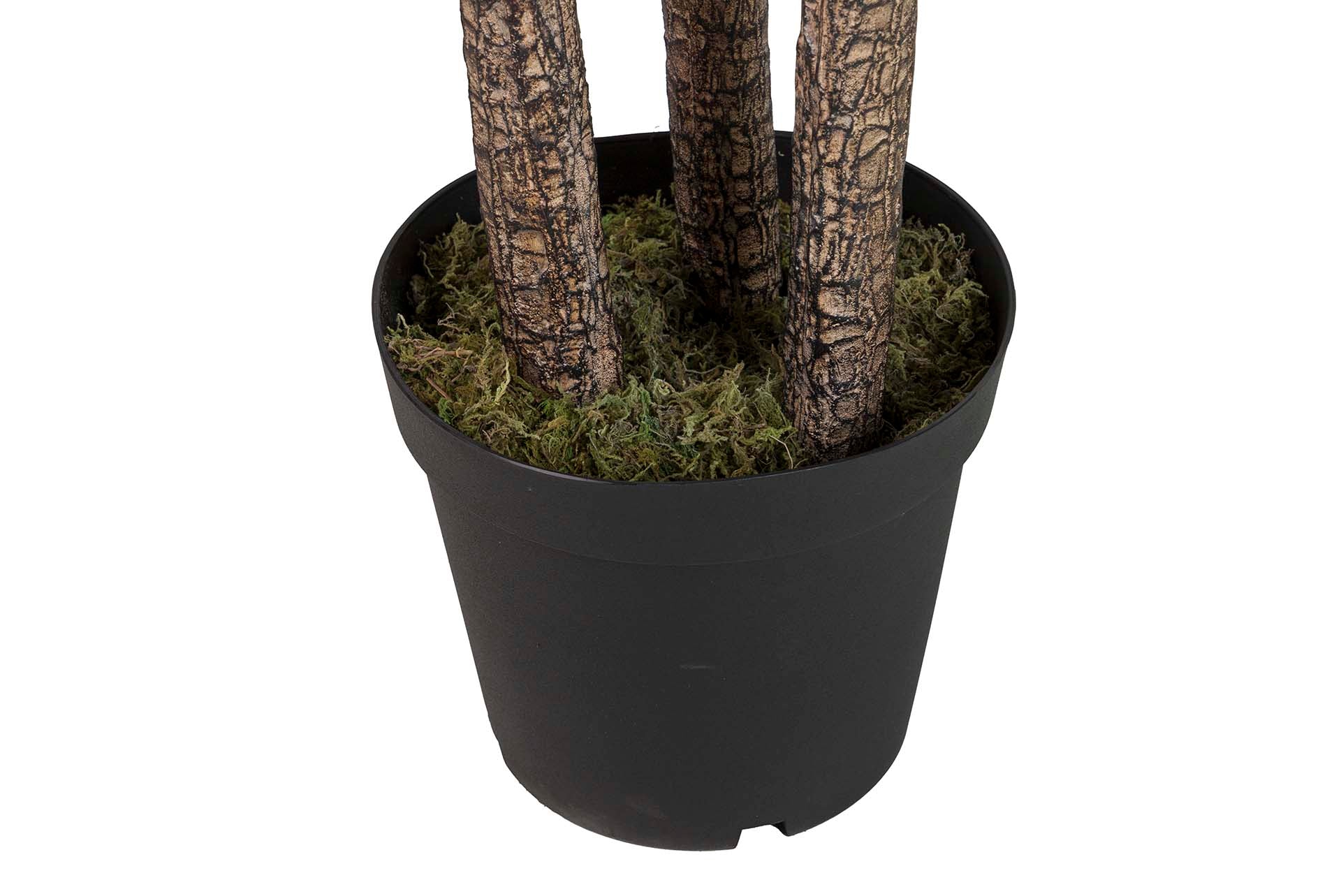 Planta de Yucca com vaso 70x70x250 cm