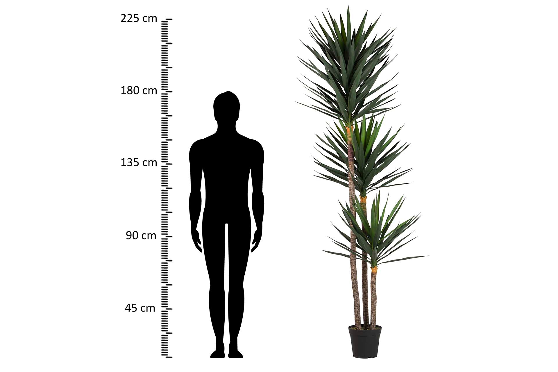 Planta de Yucca com vaso 70x70x250 cm