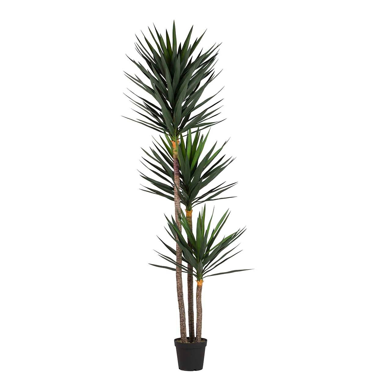 PLANTA YUCCA CON MACETA 70x70x250 CM