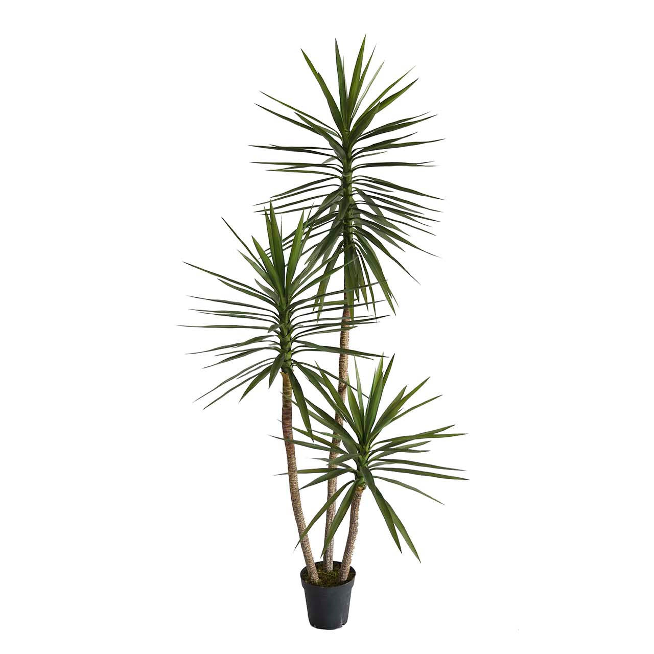 PLANTA YUCCA CON MACETA 70x70x250 CM