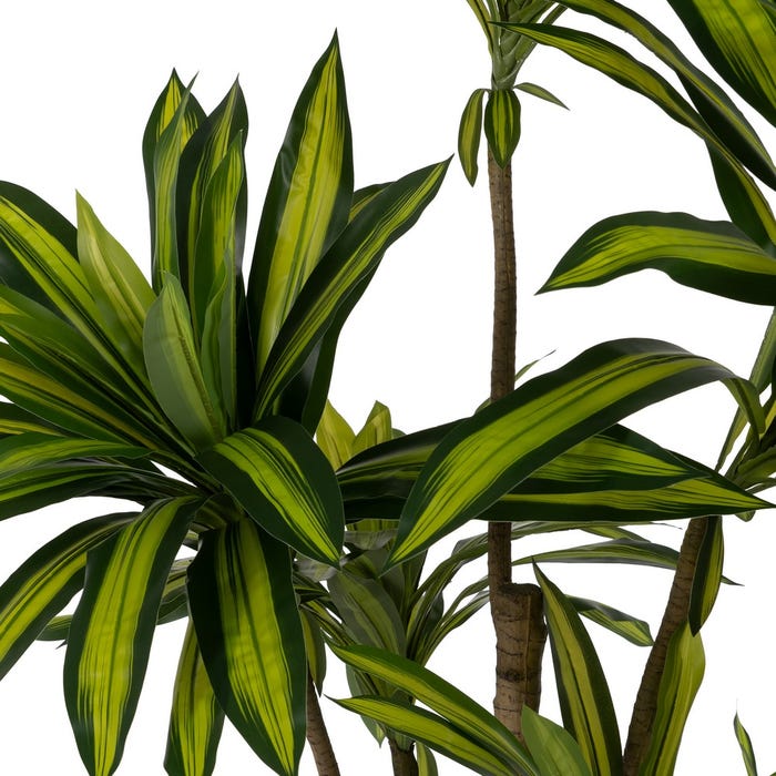 Decoração de planta de borracha verde Dracaena 200 cm