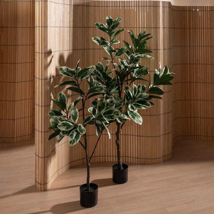 Planta Magnolia Verde-Blanco Goma 120 Cm