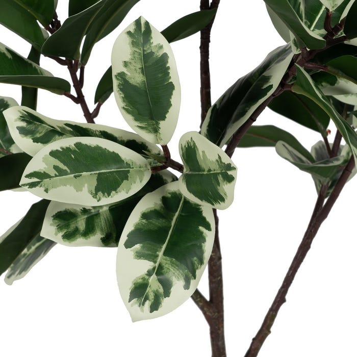 Planta Magnolia Verde-Blanco Goma 120 Cm