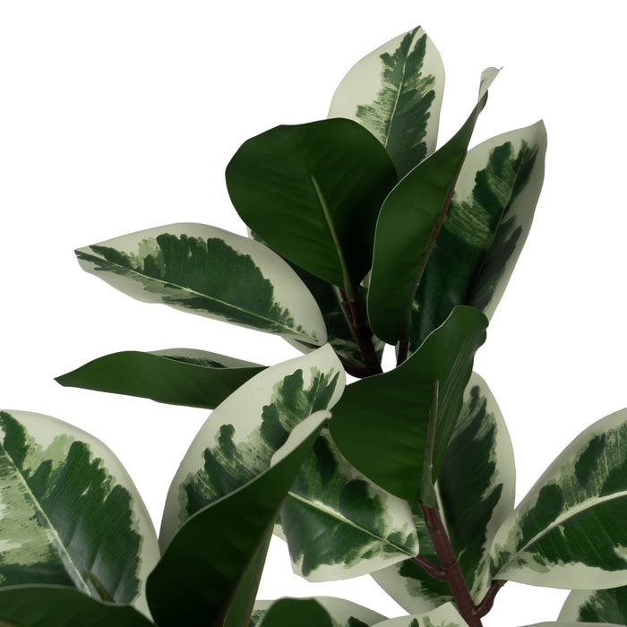 Green-White Magnolia Plant Rubber 150 Cm