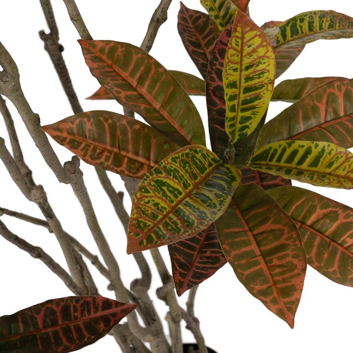 Decoração de planta de borracha Croton vermelho 150 cm